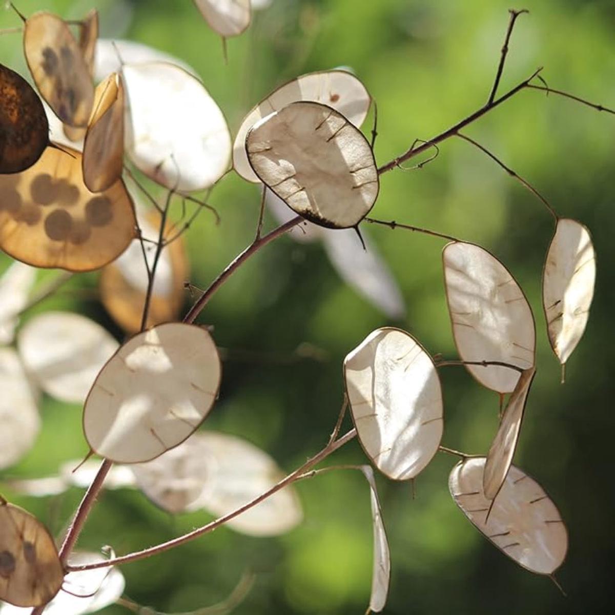 Lunaria Flower Seeds for Planting  Heirloom, Non-GMO, Easy to Grow, Perennial.