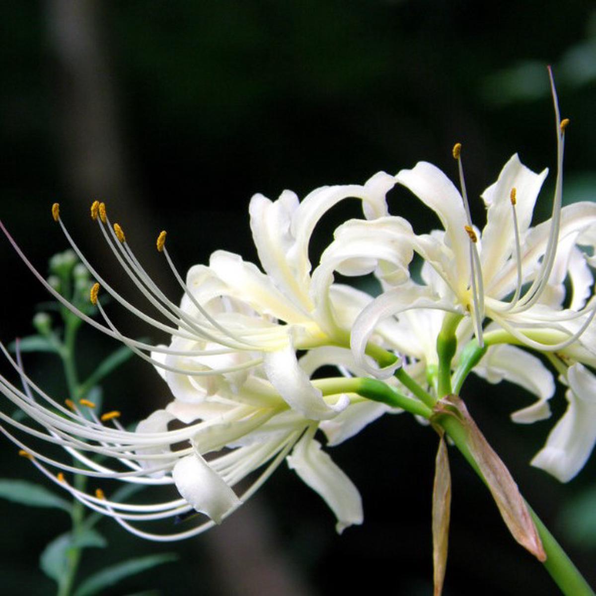 Lycoris Radiata Flower seeds for Planting Cut Flower Favorite Heirloom & GMO Free Seeds for Home Garden
