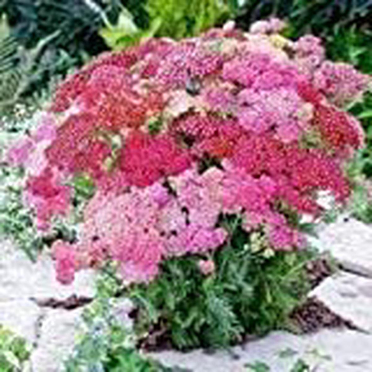 Mixed Achillea Millefolium Flower Seeds for Planting Heirloom Non-GMO Organic Garden Seeds, High Germination