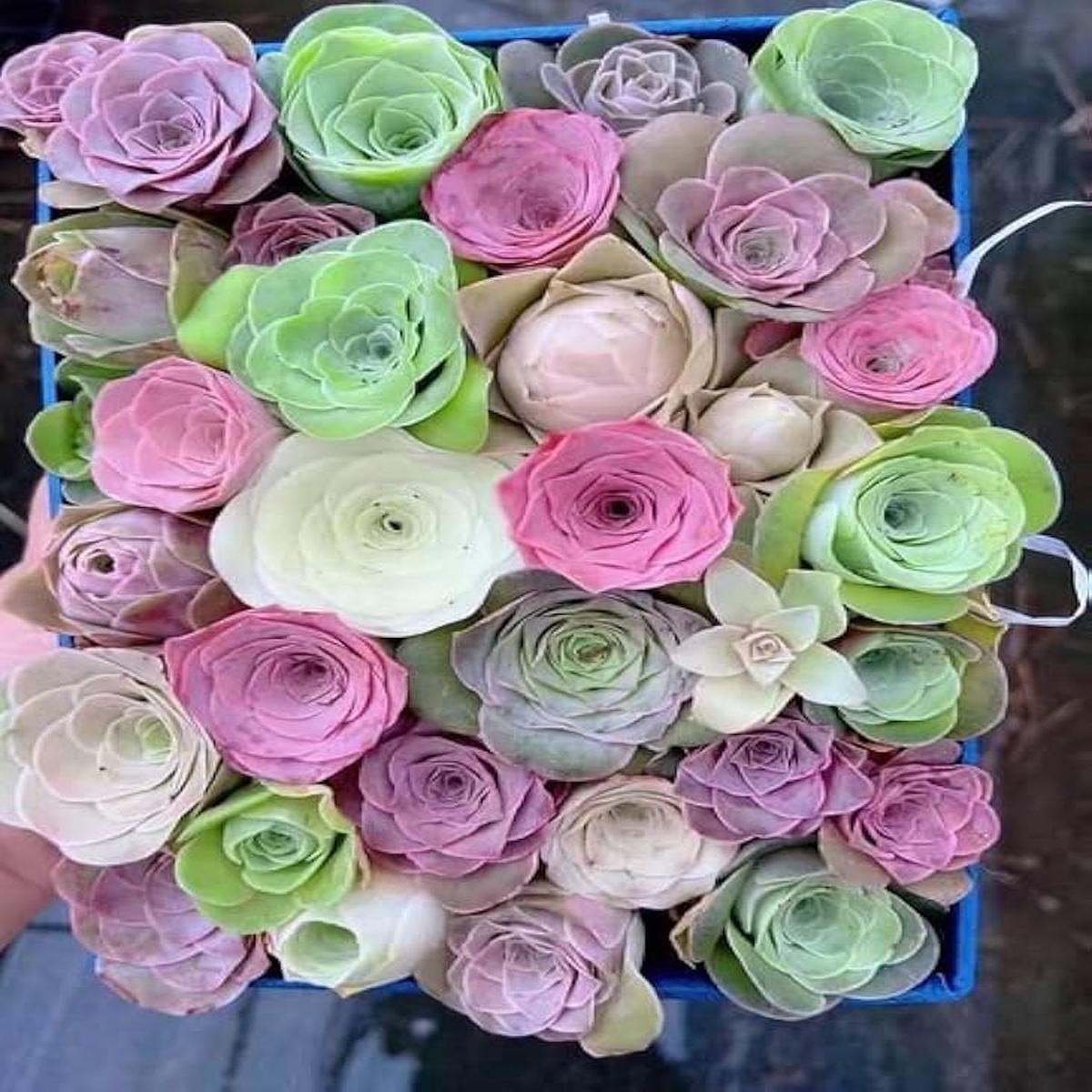 Mixed Colour Greenovia Flower Seeds for Planting  Heirloom, Non-GMO, High Germination, Organic Garden Seeds