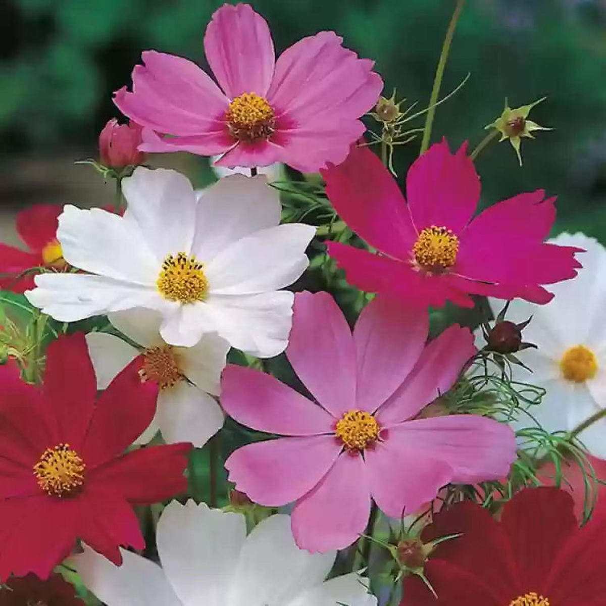 Mixed Cosmos Flower Seeds for Planting  Heirloom, Non-GMO, Shade Tolerant, Organic Garden Seeds
