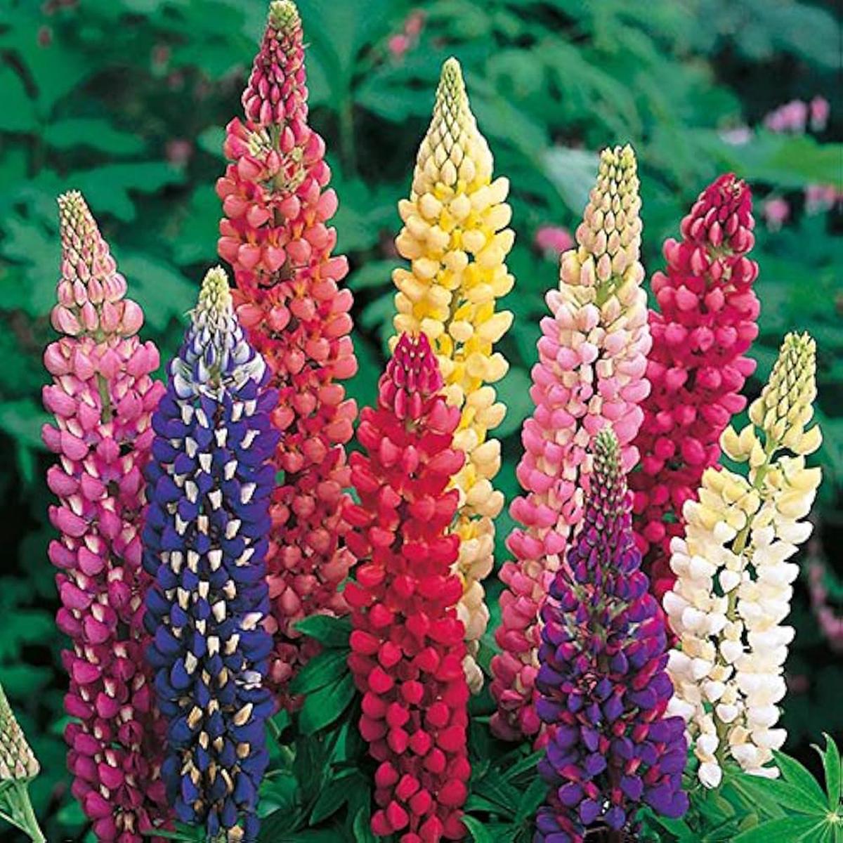 Mixed Lupine Flower Seeds for Planting Heirloom, Non-GMO, Organic Garden Seeds