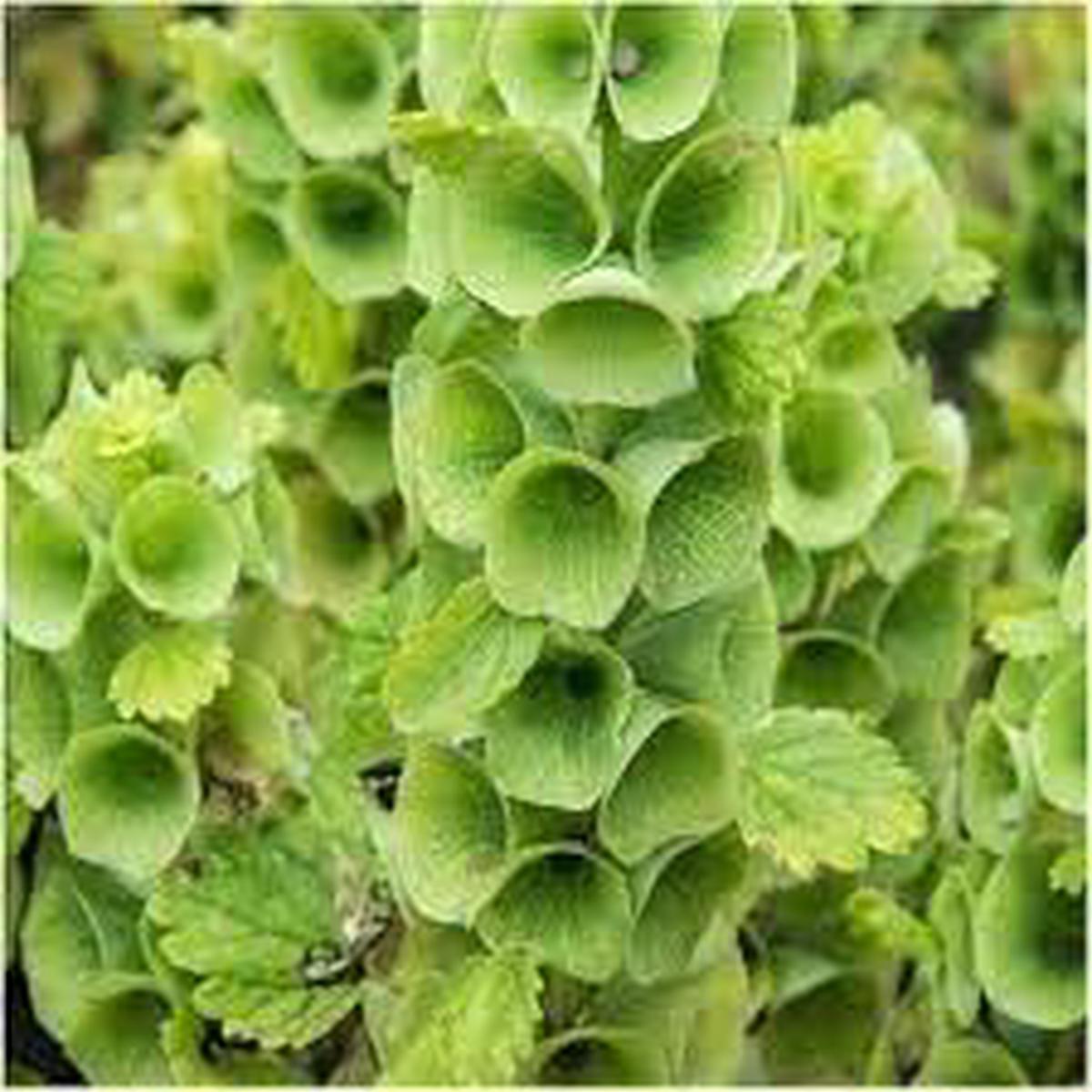 Moluccella laevis Bells Of Ireland Flower seeds for Planting Garden Favorite Heirloom & GMO Free Seeds for Home Garden Sale