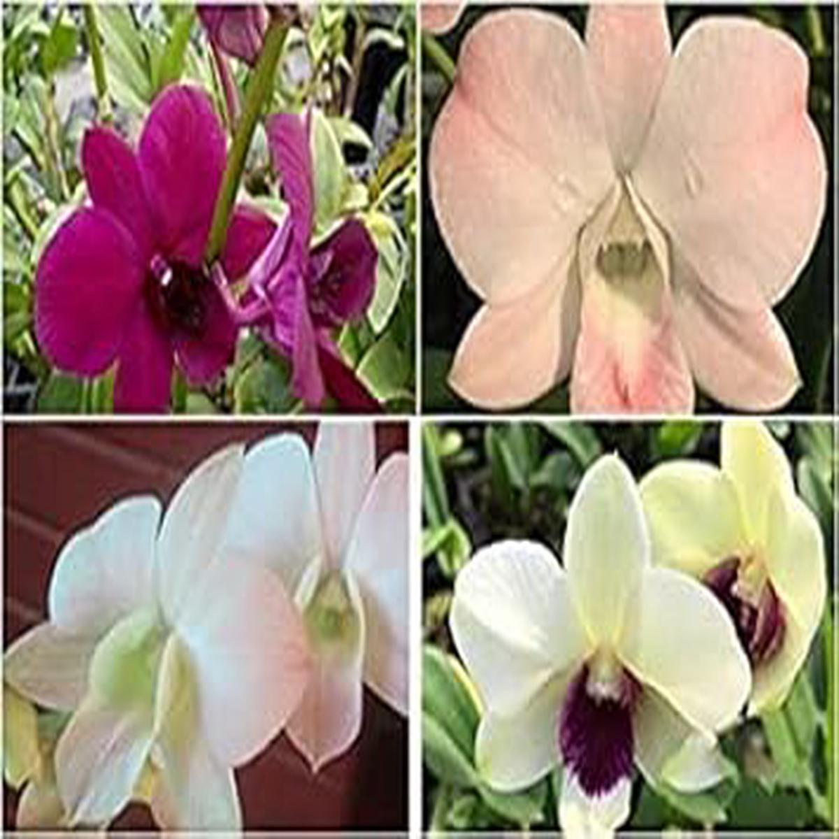 Multi-Colored Dendrobium Flower Seeds - 100 pcs