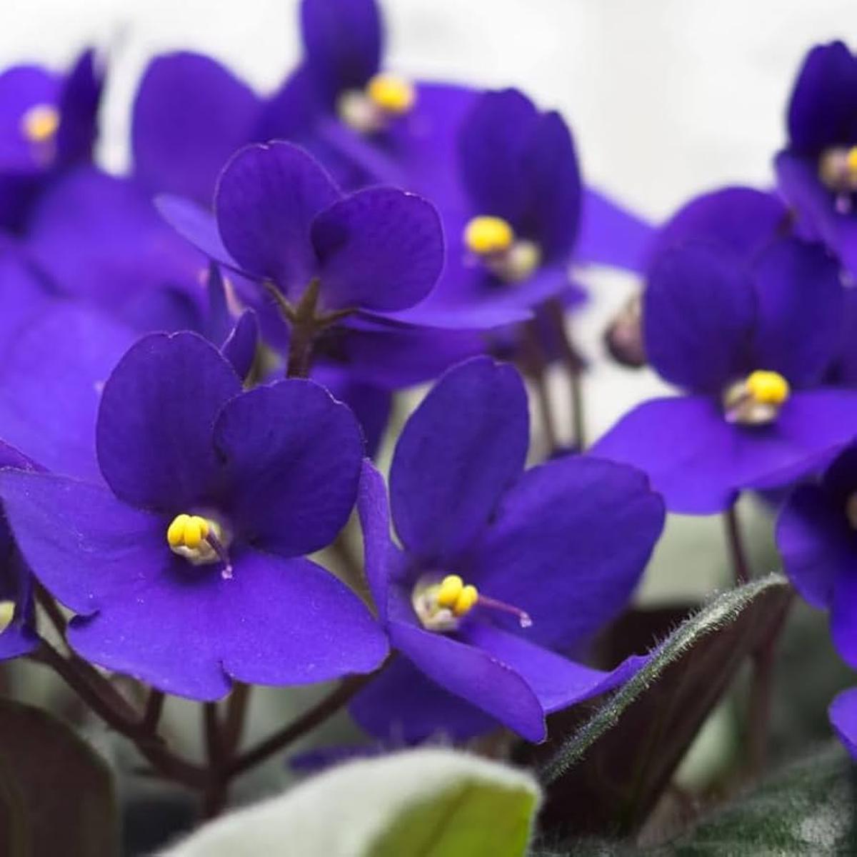 Navy Blue Mini Violet Flower Seeds for Planting  Heirloom, Non-GMO, High Germination Organic Garden Seeds