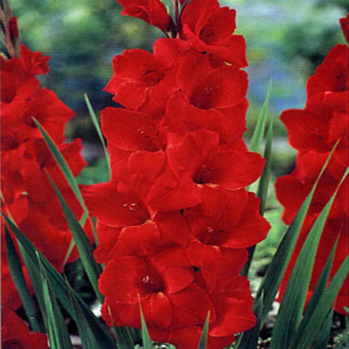 Non-GMO Deep Red Gladiolus Flower Seeds for Garden Planting Tall Blooming Spikes