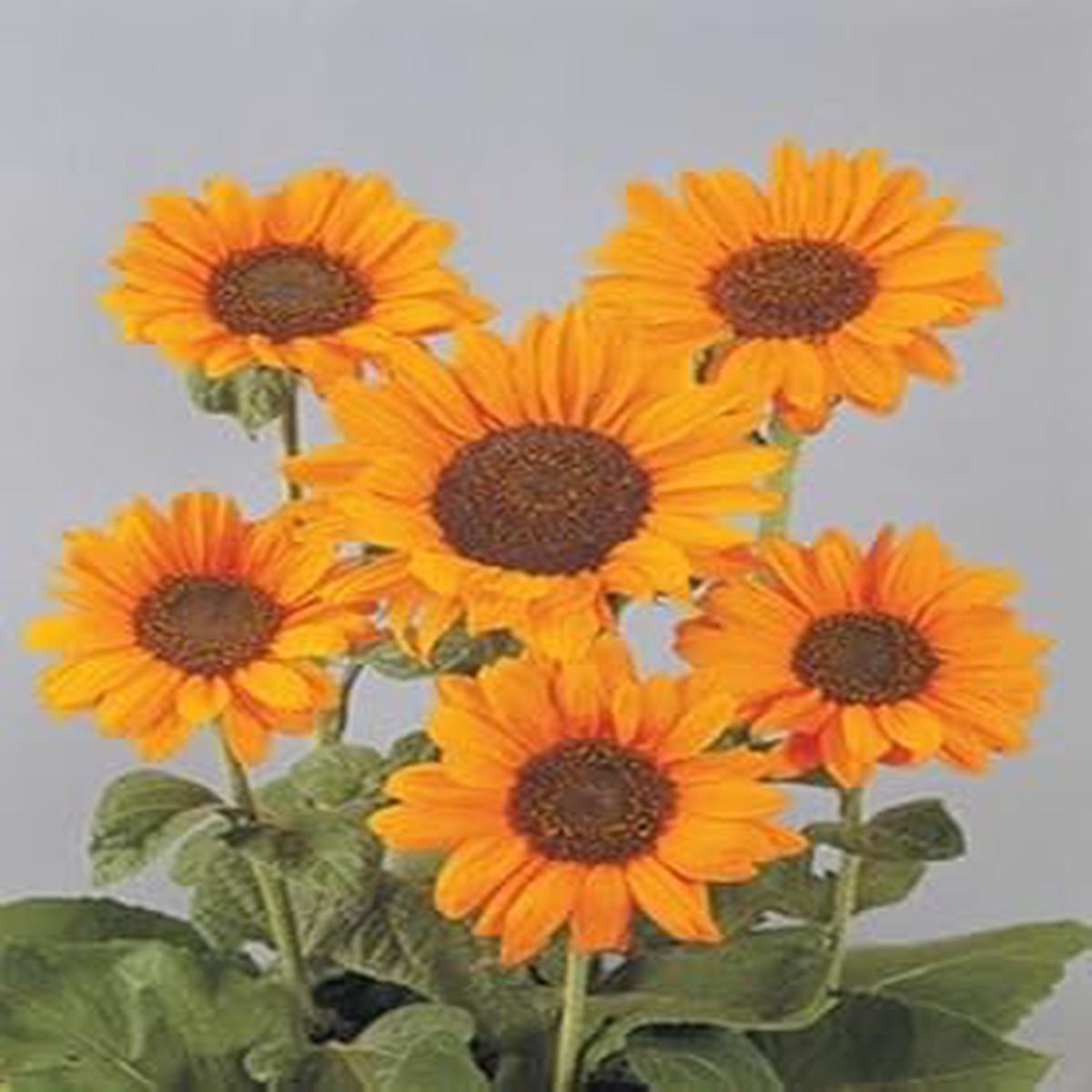 Orange Helianthus Flower Seeds for Planting  Organic Heirloom Non-GMO Sunflower Seeds