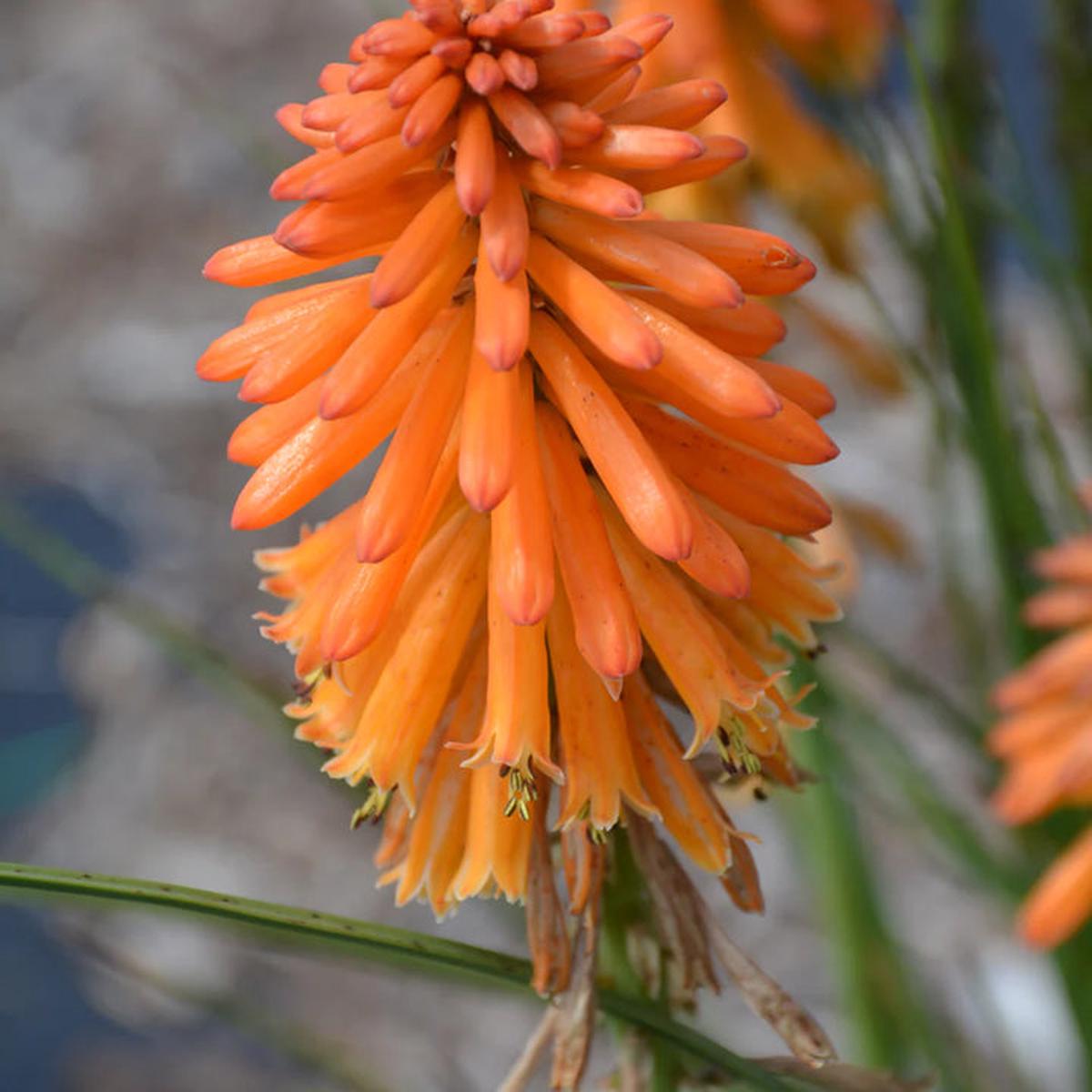 Orange Hot Poker Torch Lily, Kniphofia Perennial Flower Seeds for Planting  Heirloom and Non-GMO Garden Seeds