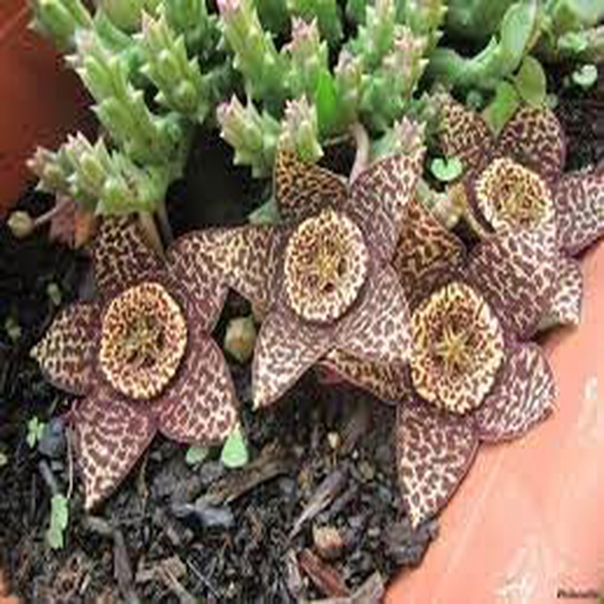 Orbea Cooperi Flower seeds for Planting Bright Blooms Heirloom & GMO Free Seeds for Home Garden