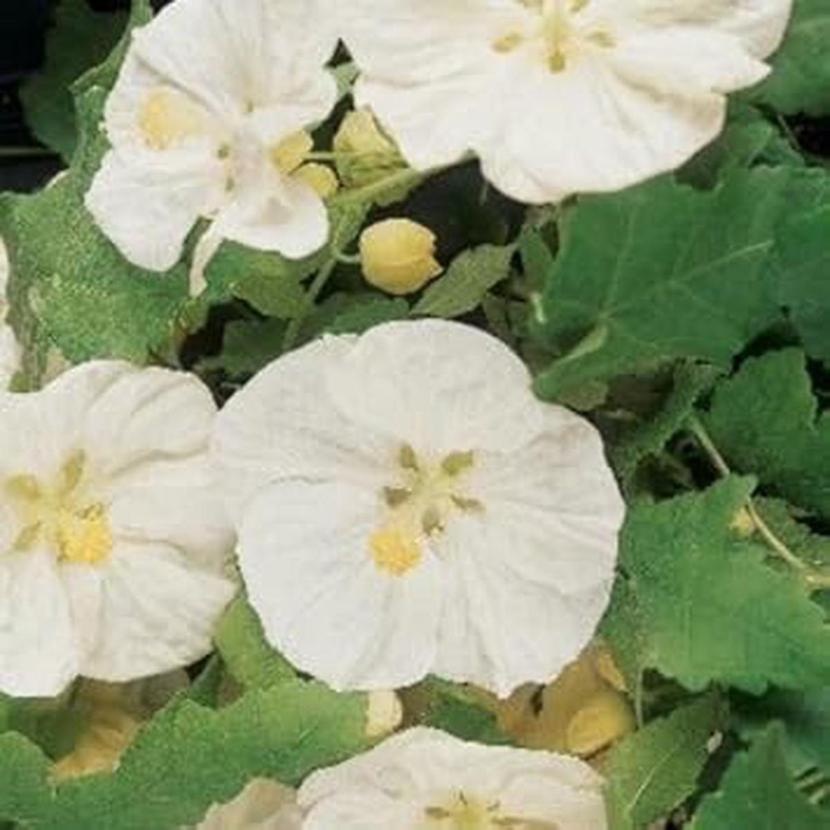 Organic Heirloom Abutilon Flower Seeds for Planting  White Lantern Blooms Non-GMO Organic Garden Seeds