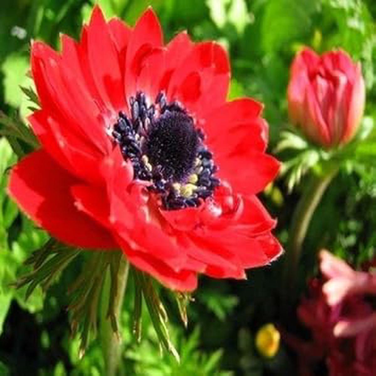 Organic Red Anemone Flower Seeds for Planting Heirloom, Non-GMO