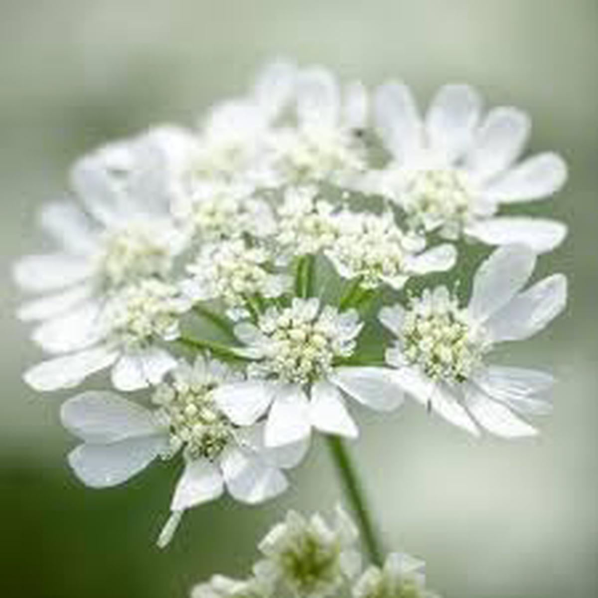 Orlaya Flower Seeds for Planting Seasonal Bloomer, Heirloom, Non-GMO, High Germination Organic Garden Seeds