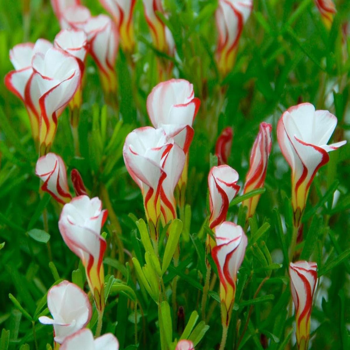 Oxalis Versicolor Orange Seeds for Planting Heirloom, Non-GMO, High Germination Organic Garden Flower Seeds
