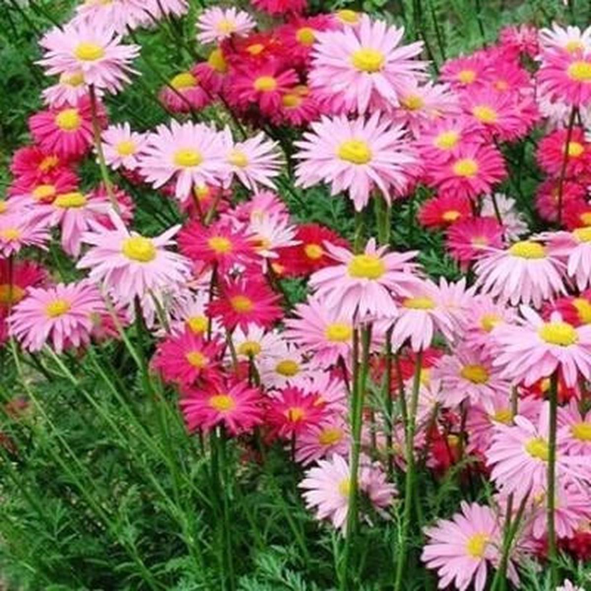 Painted Daisy Robinsons Giant Mix Perennial Huge Cut Flowers Non Gmo Heirloom Flower Seeds Home