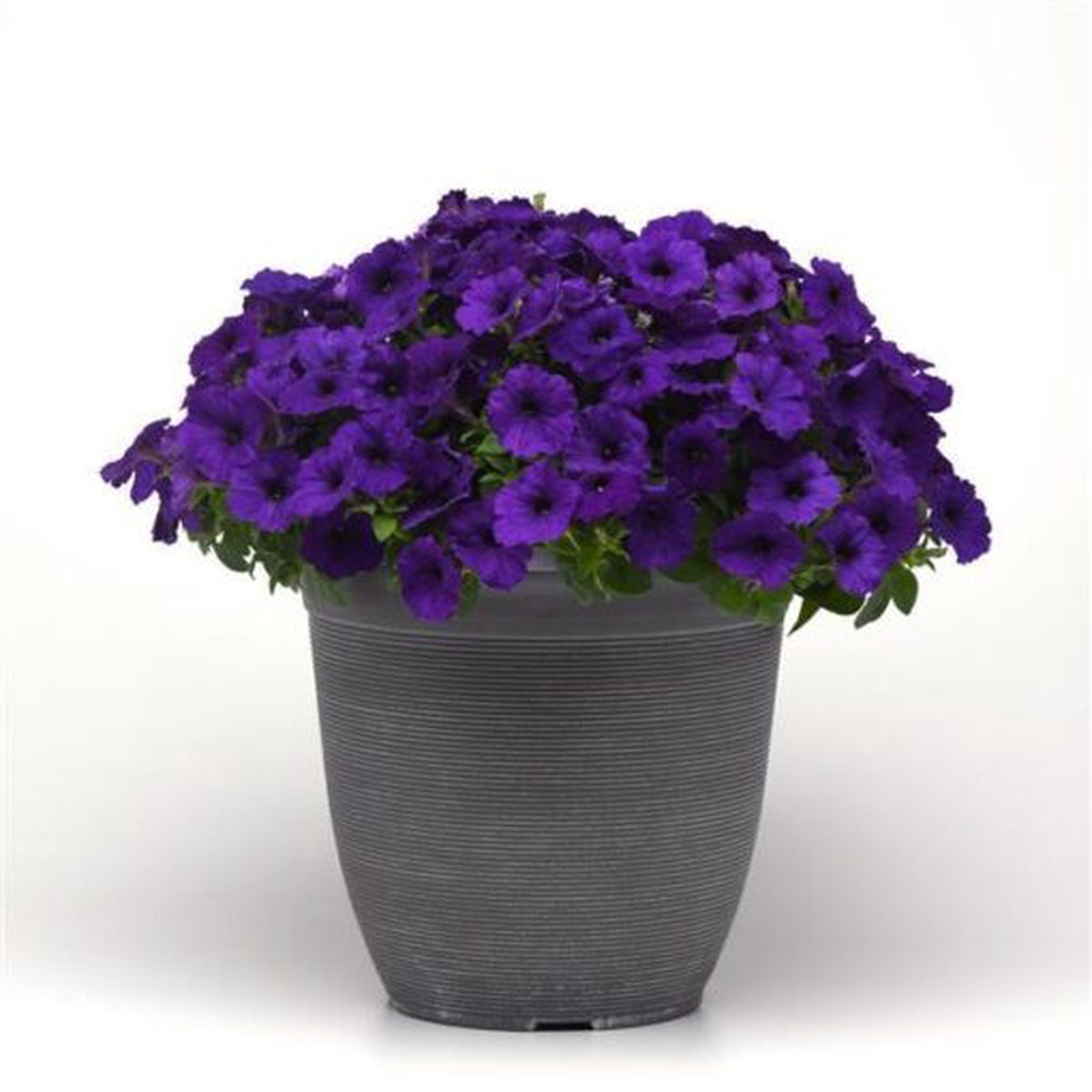 Petunia E3 Easy Wave Blue Spreading Petunia Imported Pelleted Heirloom, Non-GMO, High Germination Organic Garden Seeds