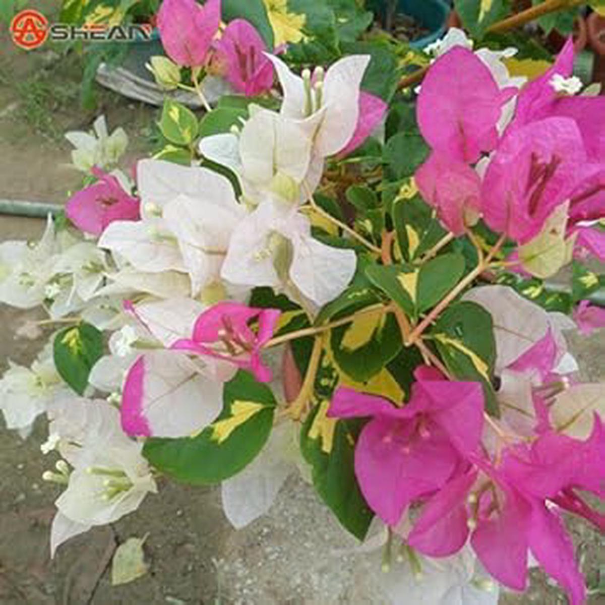 Pink Bougainvillea Flower seeds for Planting - Cut Flower Favorite, Heirloom & GMO Free Seeds for Home Garden