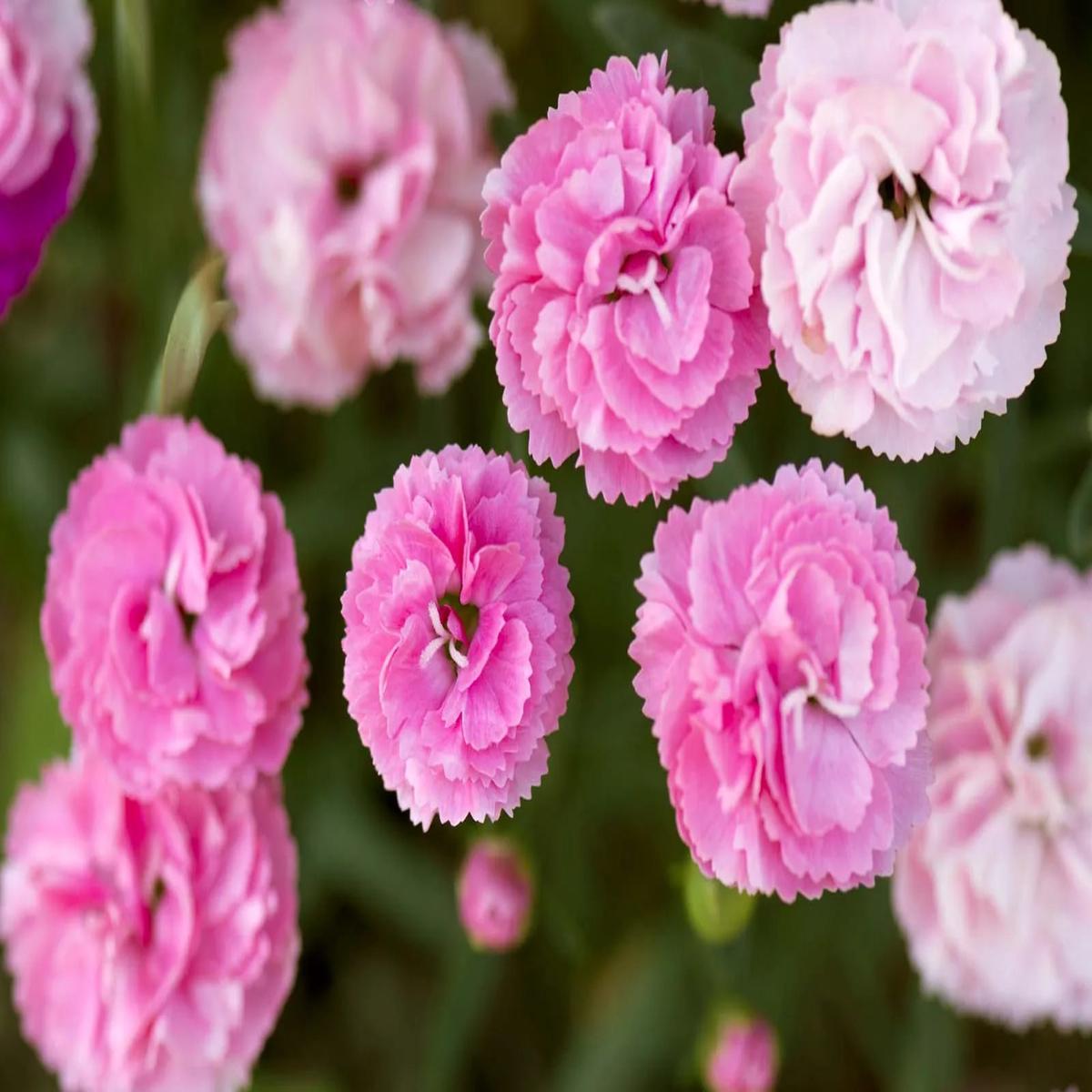 Pink Caryophyllus Flower Seeds for Planting  Heirloom, Non-GMO, Drought Tolerant