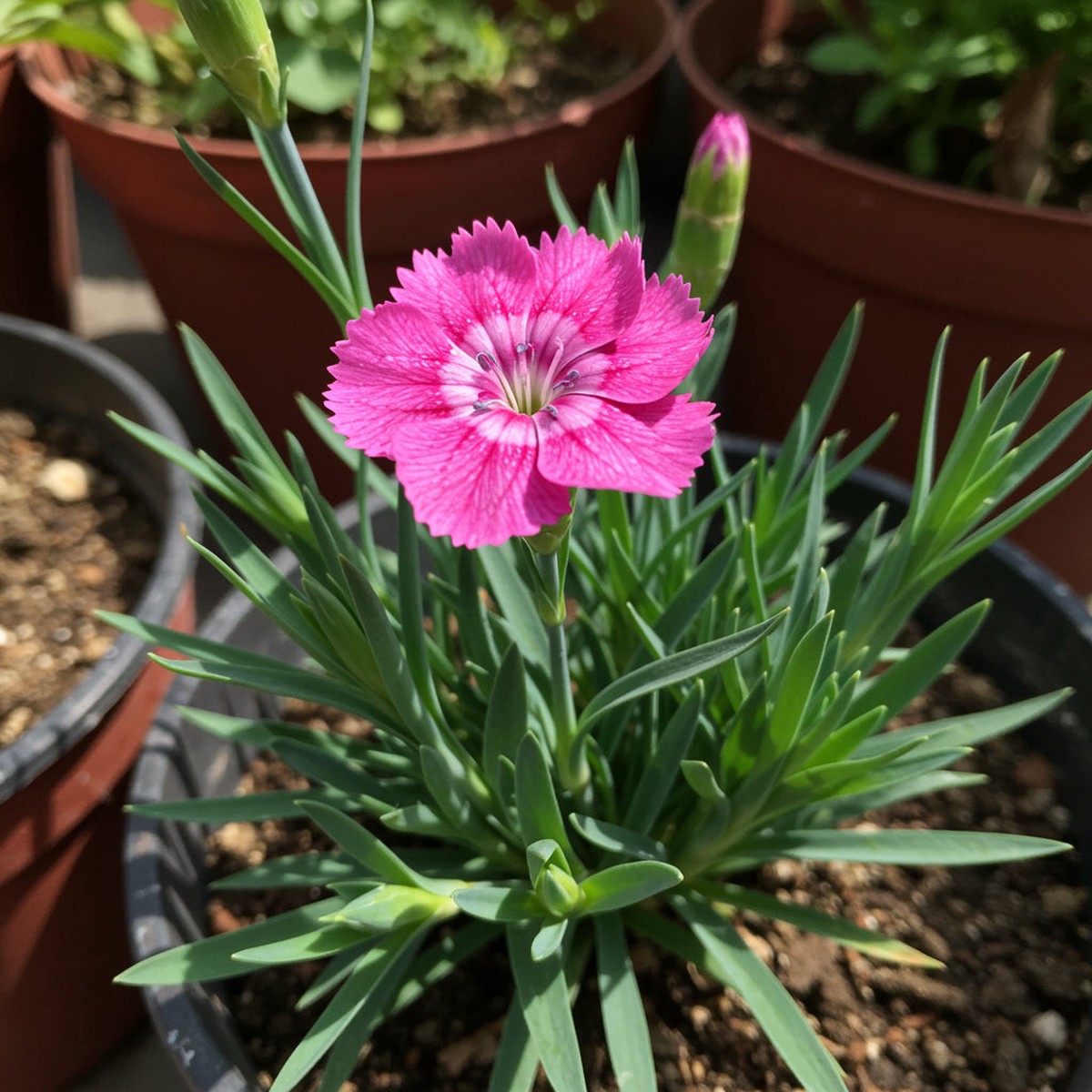 Pink Dianthus Superbus Planting Seeds Perfect for Gardens