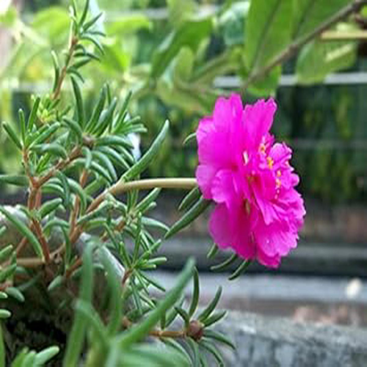 Pink Rose Flower Seeds for Planting  Heirloom, Non-GMO, High Germination Organic Garden Seeds