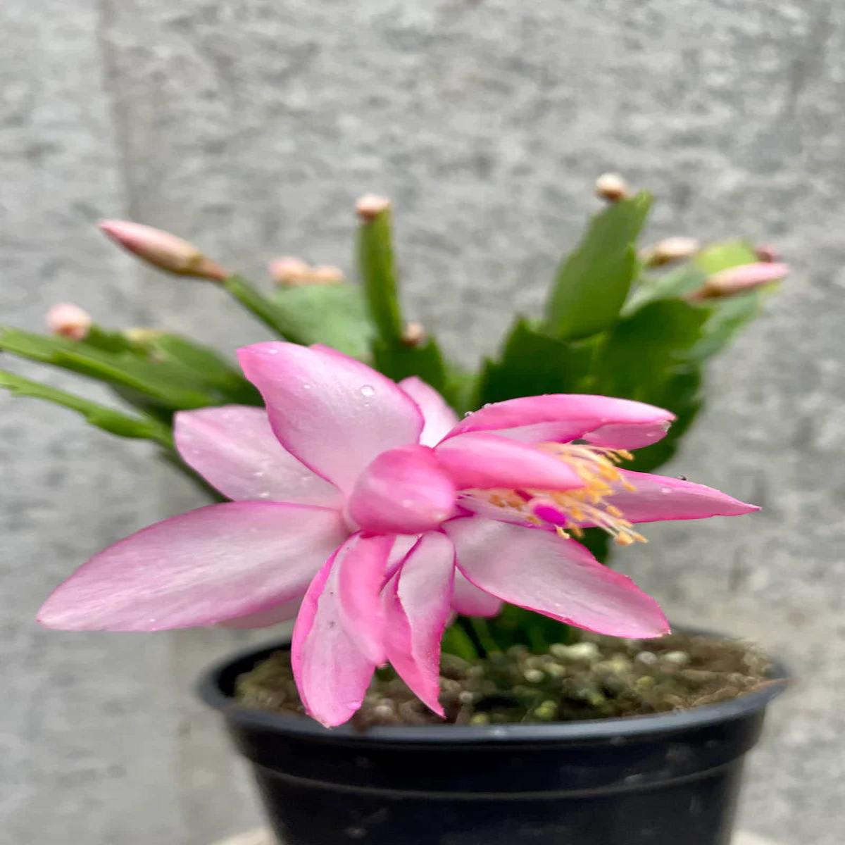 Pink Schlumbergera Flower seeds for Planting - Shade Tolerant, Heirloom & GMO Free Seeds for Home Garden