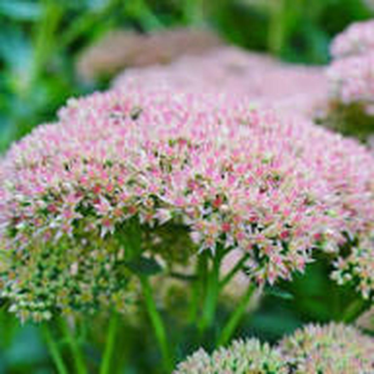 Pink Sedum Stolon Flower Seeds for Planting - Garden Favorite, Heirloom & GMO Free Seeds for Home Garden Non-GMO