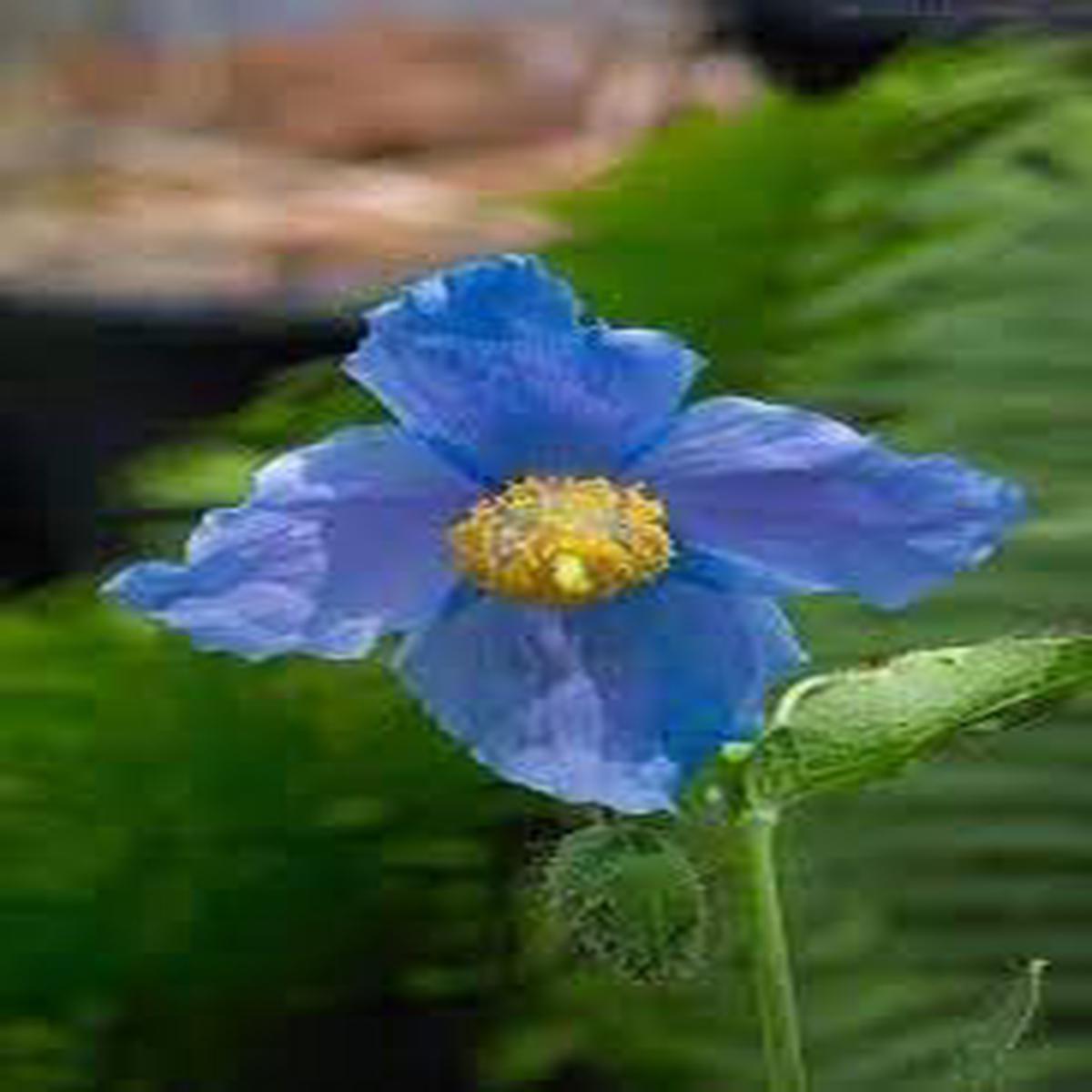 Premier Flower Seeds for Planting - 100 pcs