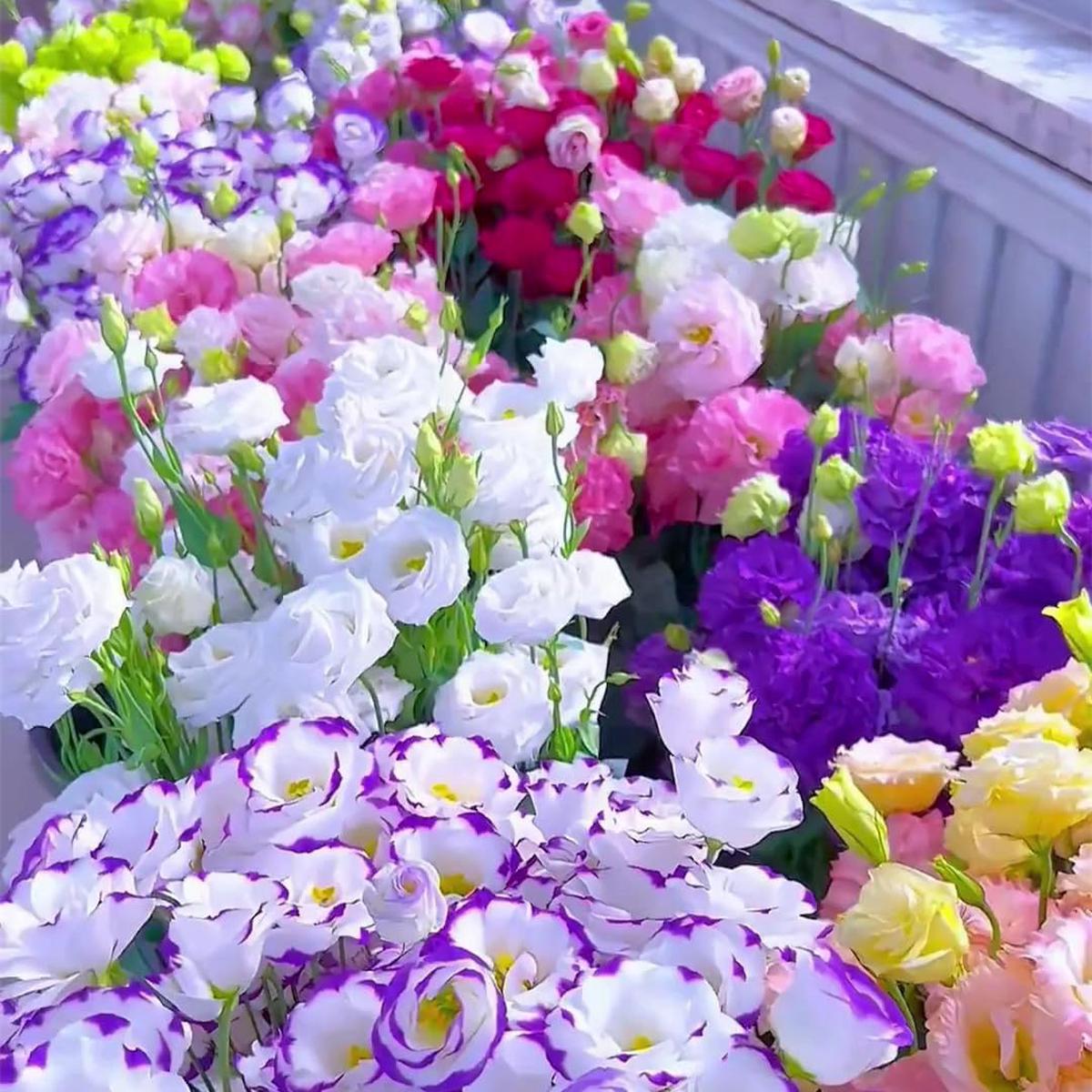 Premium Lisianthus Seeds for Planting Heirloom, Non-GMO, Easy to Grow, Perennial