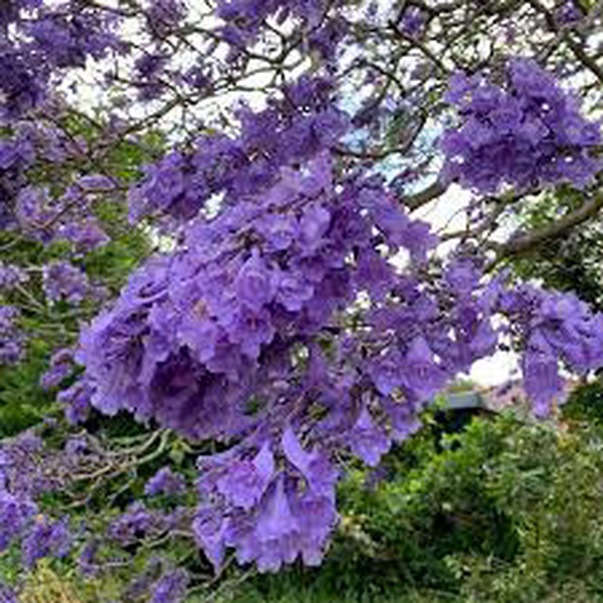 Purple Jacaranda Flower Seeds for Planting - NON GMO Seeds