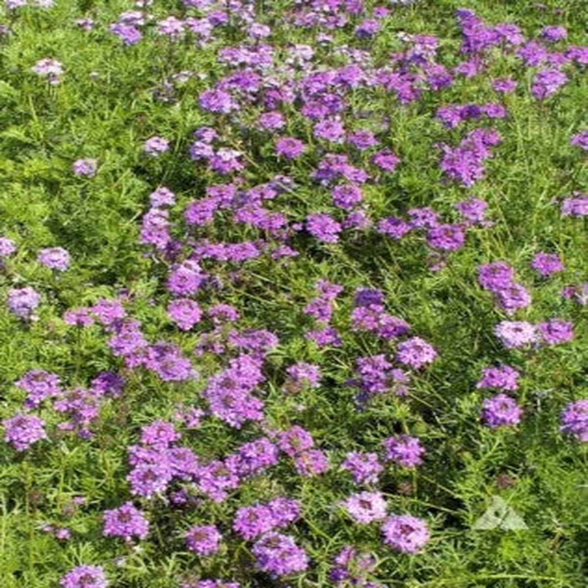 Purple Verbena Moss Perennial Flowers Butterflies Usa Non Gmo Heirloom Flower Seeds Home Garden
