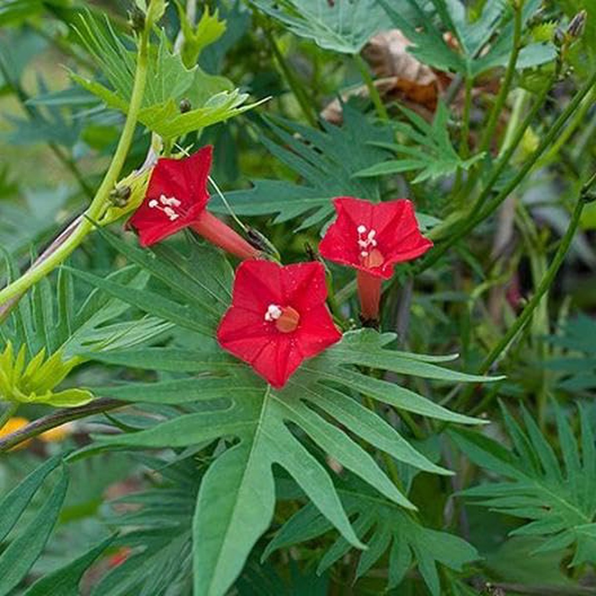Red Cardinal Climber Flower seeds for Planting - Drought Tolerant, Heirloom & GMO Free Seeds for Home Garden