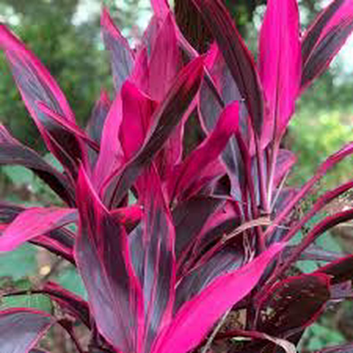 Red Cordyline Rubra Flower Seeds for Planting - Heirloom, Non-GMO, High Germination Organic Garden Seeds