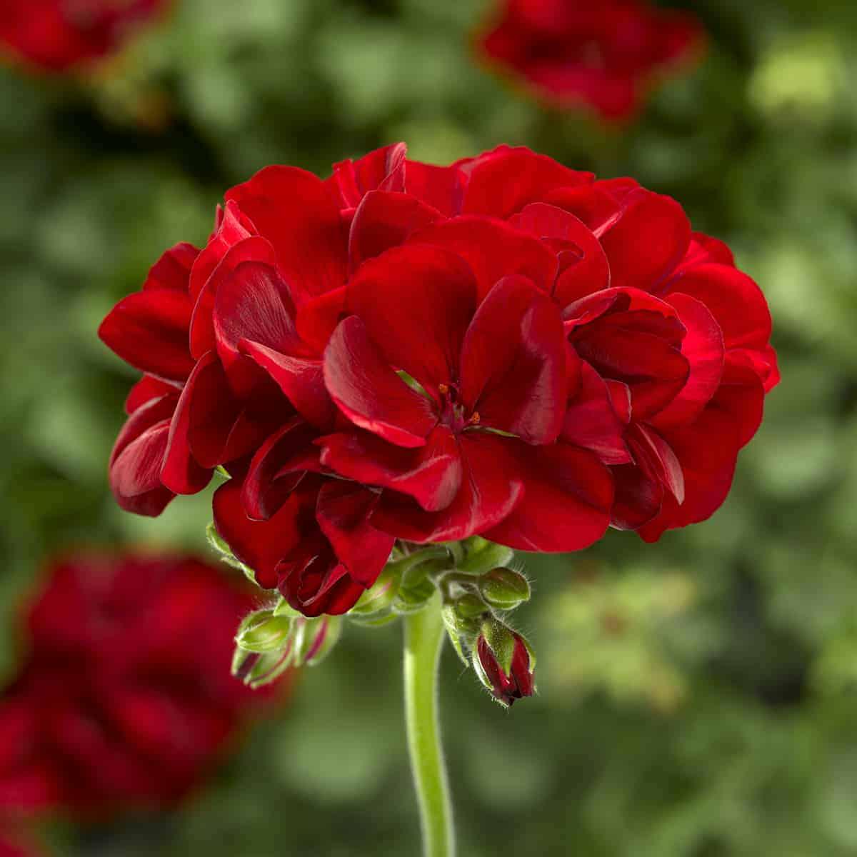 Red Geranium Flower seeds for Planting Vibrant Colors Heirloom & GMO Free Seeds for Home Garden Sale