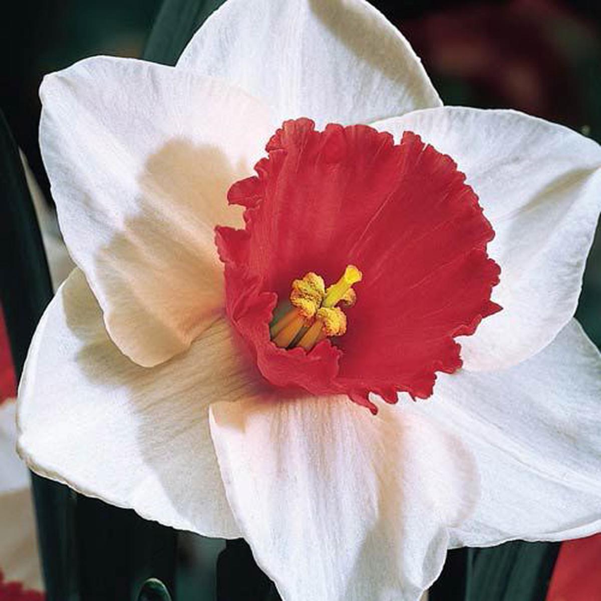 Red White Double Daffodil Flower Seeds for Planting Heirloom, Non-GMO, High Germination