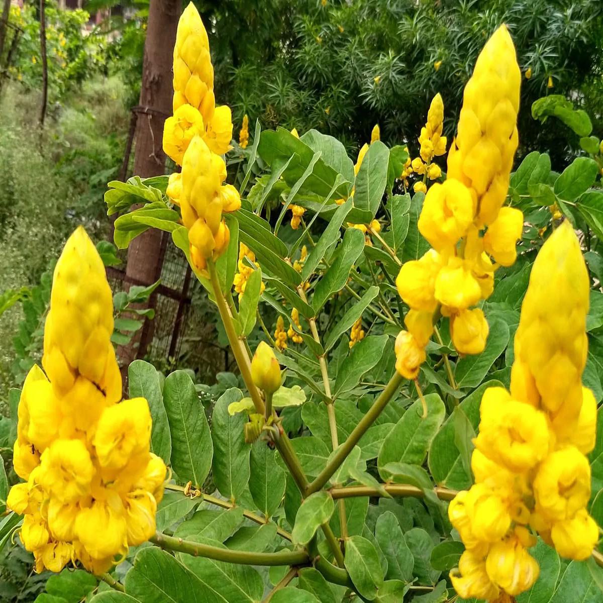 Senna Alata Flower Seeds for Planting  Tropical Medicinal Blooms for Ornamental Gardens