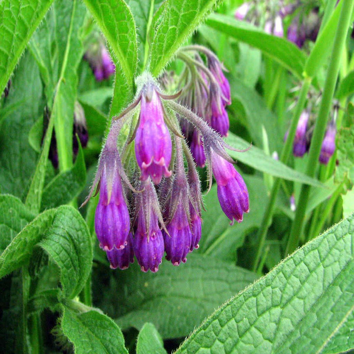 Symphytum Flower seeds for Planting Long Bloom Season Heirloom & GMO Free Seeds for Home Garden   Sale