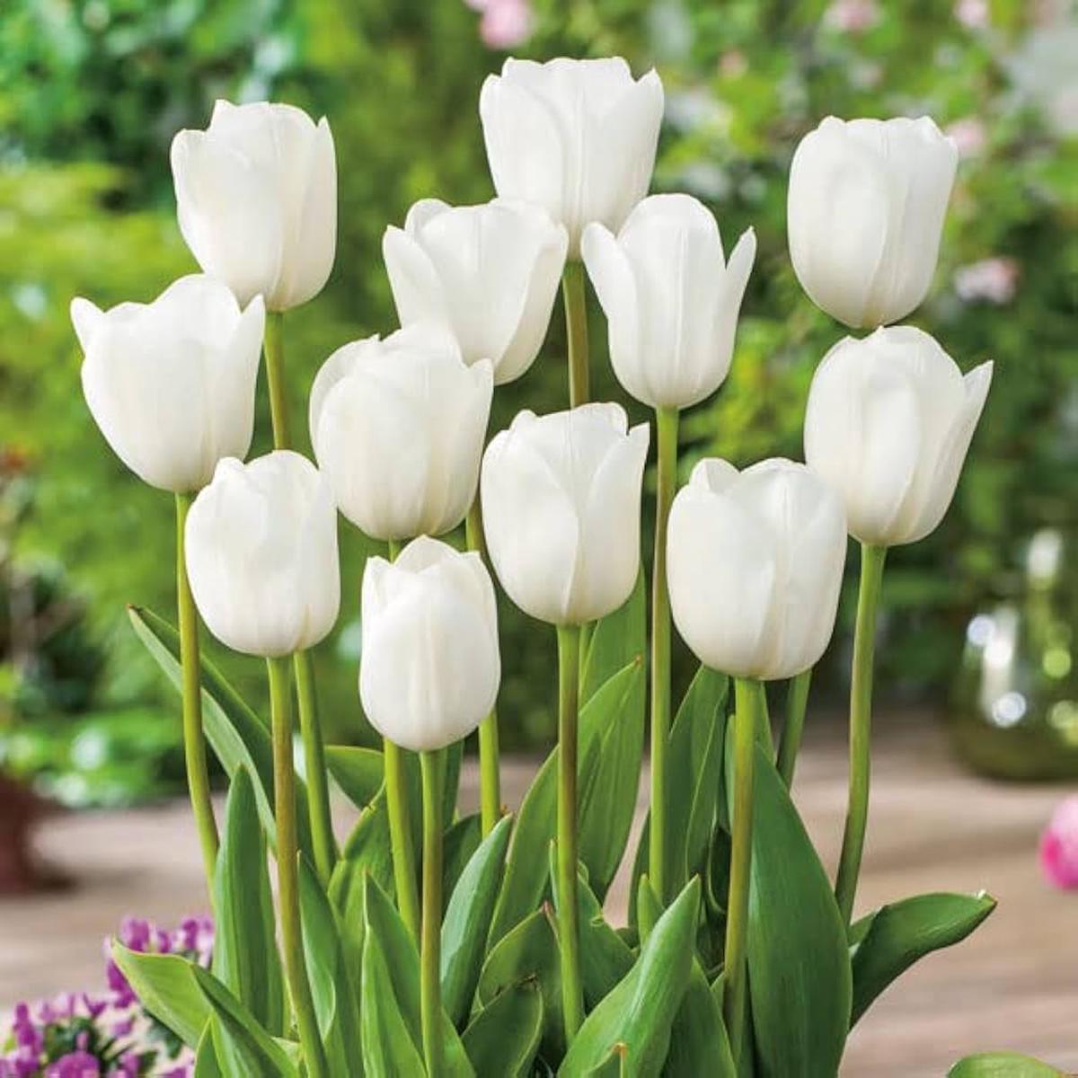 Tulip Petals Flower Seeds for Planting Compact Heirloom, Non-GMO, High Germination Garden Seeds