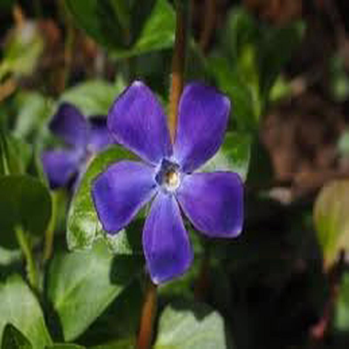 Vinca Periwinkle Flower Seeds for Planting Heirloom, Non-GMO, Fragrant Organic Garden Seeds