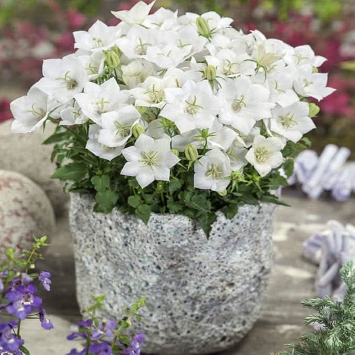 White Bellflower Campanula Carpatica Perennial Flower Seeds for Home Garden Planting, Lush Organic