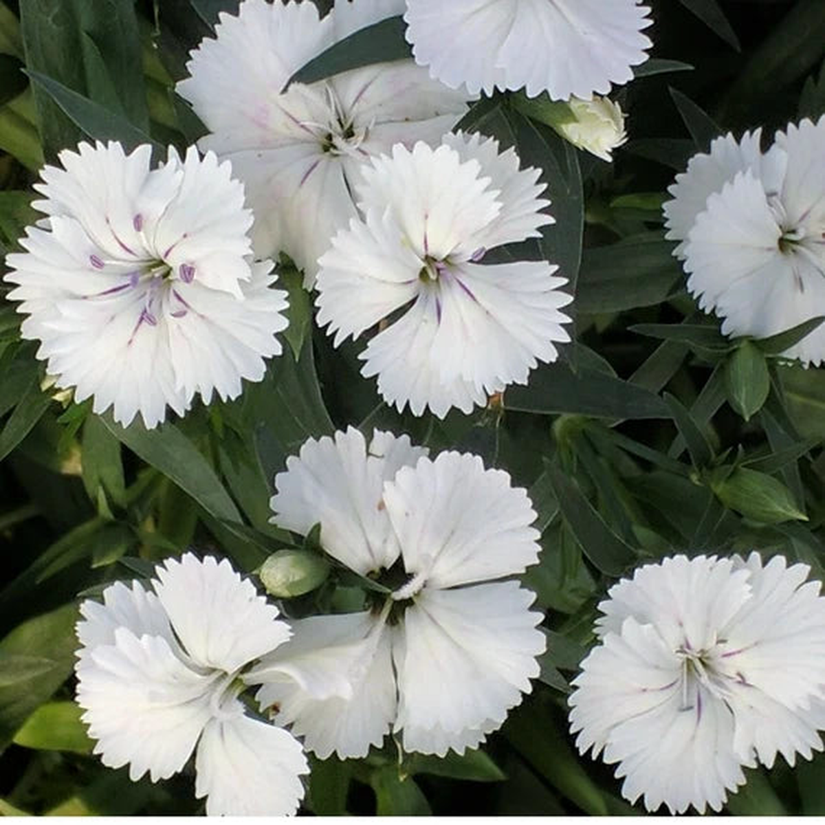 White Dianthus Flower Seeds for Planting Fragrant, Fast-Growing Blooms