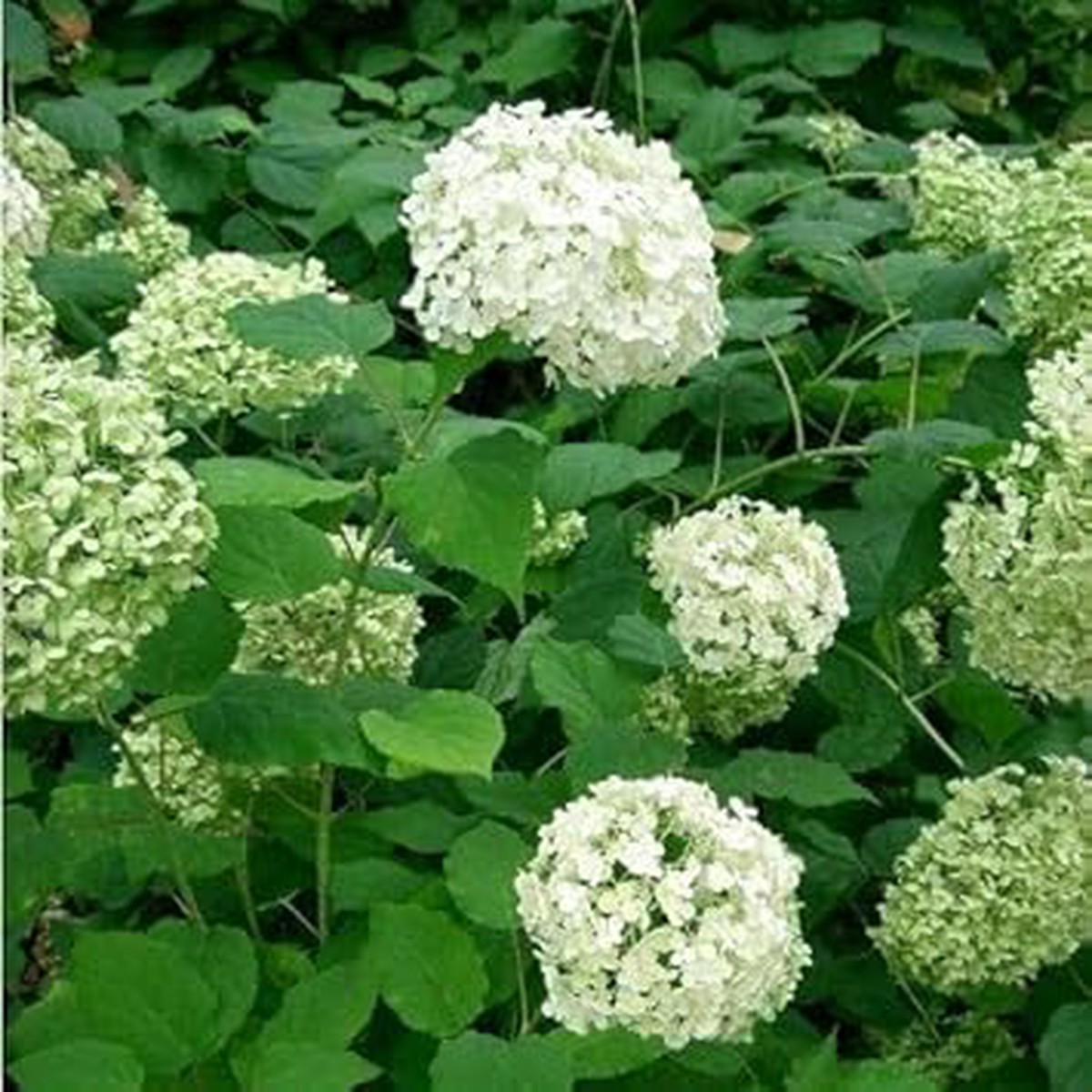White Green Hydrangea Flower seeds for Planting - Premium Quality, Heirloom & GMO Free Seeds for Home Garden