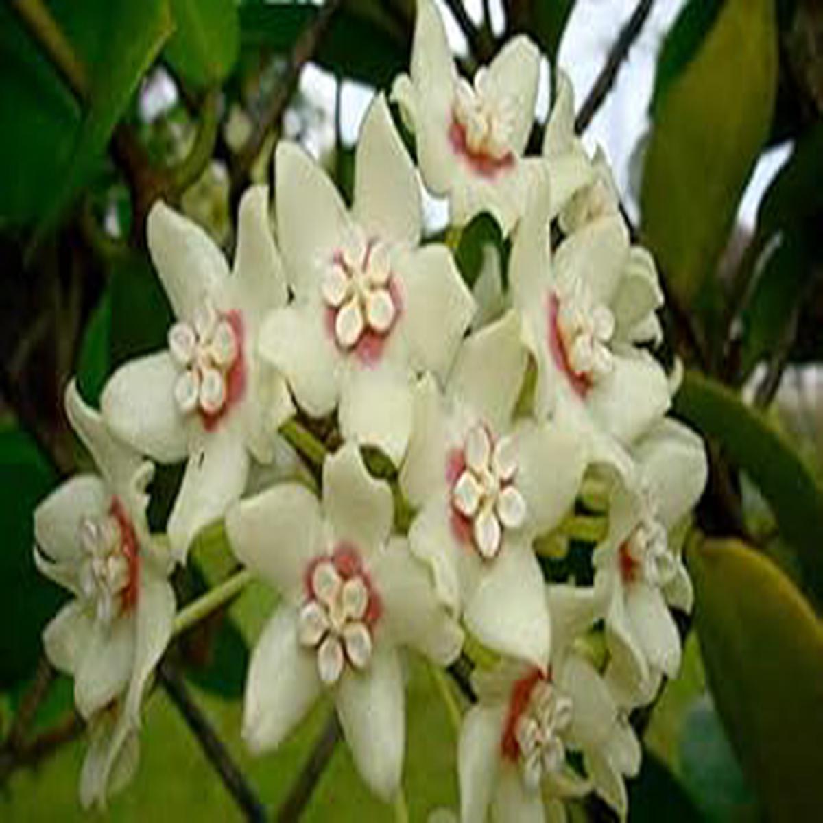 White Light Pink Hoya Flower Seeds  Heirloom, Non-GMO, Delicate Blooms for Garden Planting