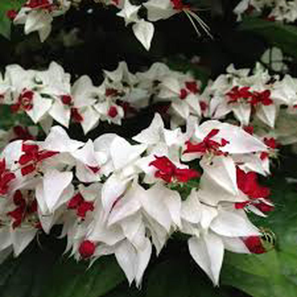 White Red Clerodendrum Flower Seeds for Planting  Heirloom, Non-GMO, High Germination Organic Garden Seeds