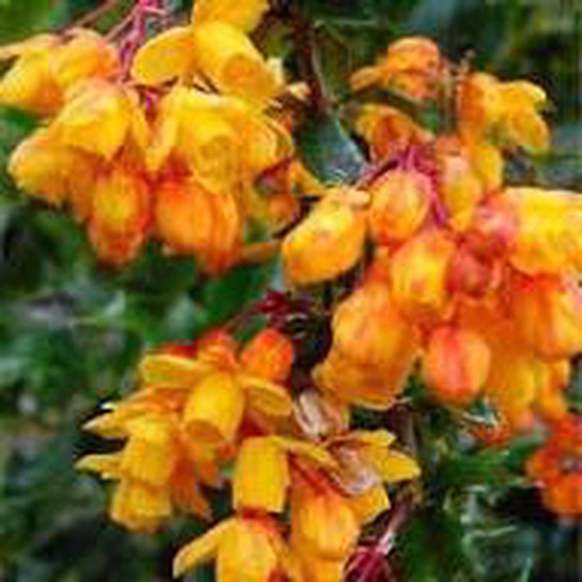 Yellow Darwinii Flower Seeds for Planting Heirloom Non-GMO High Germination Organic Garden Seeds