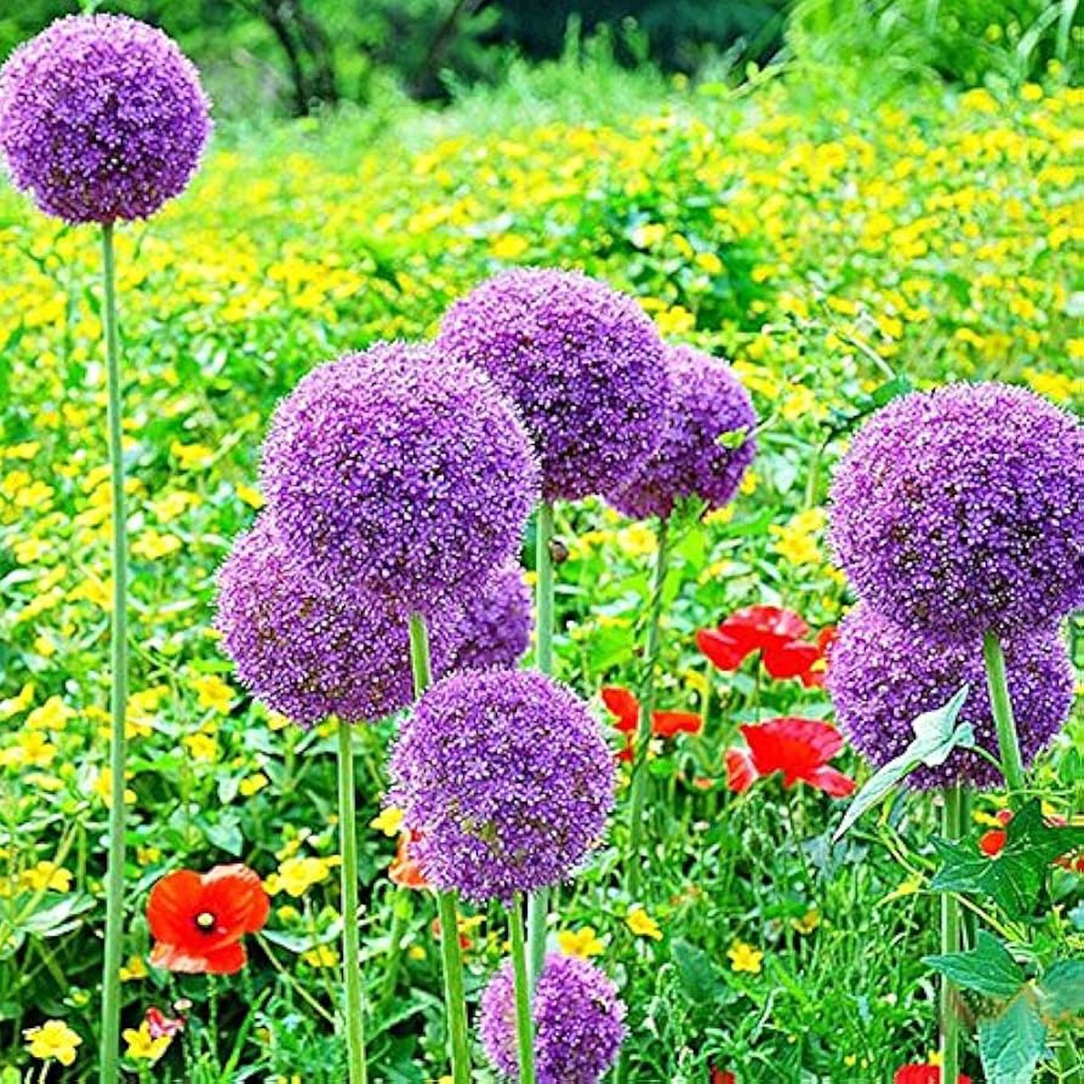 Allium Allium Giganteum Globemaster Flower For Planting Perfect For Backyard Lscaping Garden