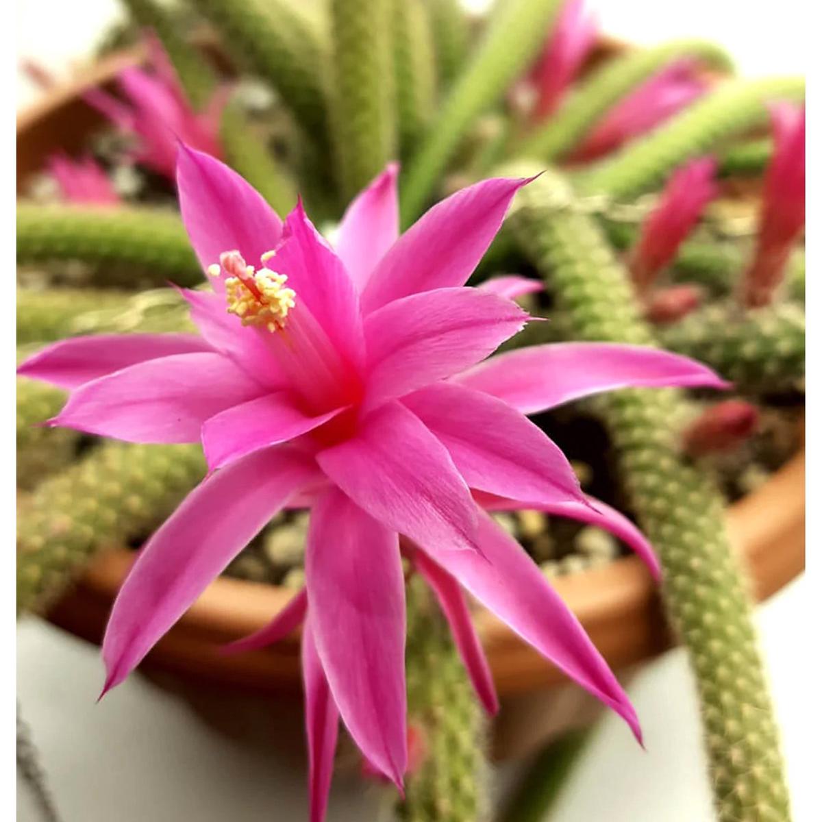 Aporocactus Flower Seeds for Planting  Pollinator-Friendly Heirloom, Non-GMO, High Germination Garden Seeds