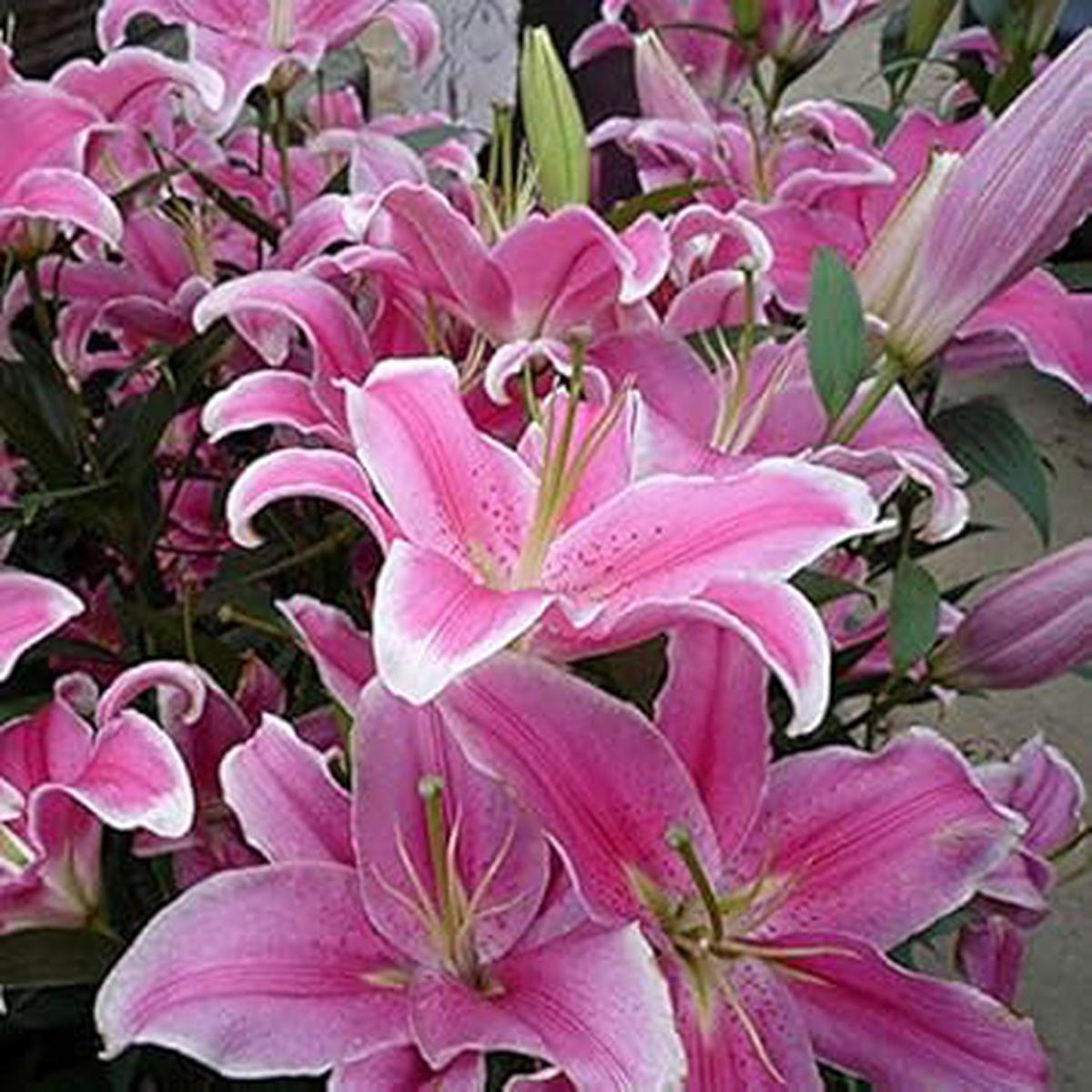 Astilbe Flower Seeds for Planting Light Pink | Heirloom Non-GMO Compact Growth Garden Seeds for Home Garden