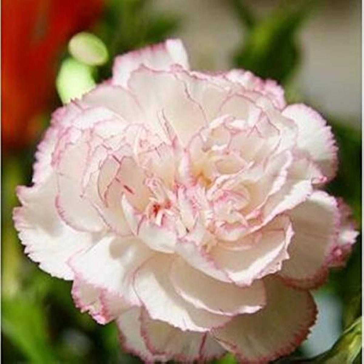 Baby Pink Carnation Flower Seeds for Planting | Heirloom Non-GMO High Germination Organic Garden Seeds