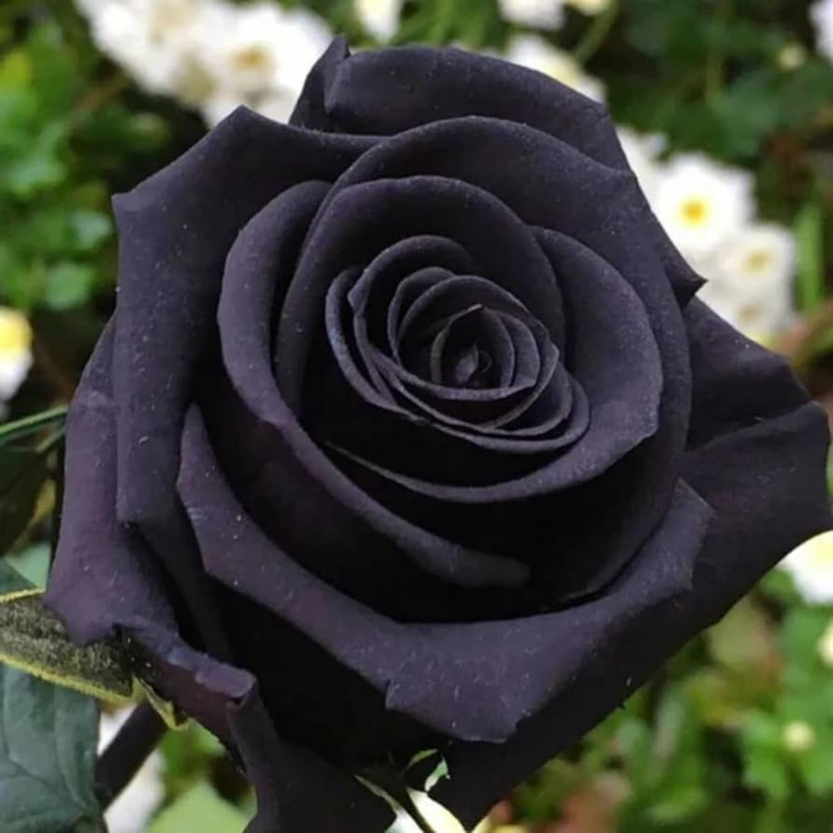 Black Rare China Rose Flower For Diy Gardening Flower Seeds for Home Garden Planting, Exotic