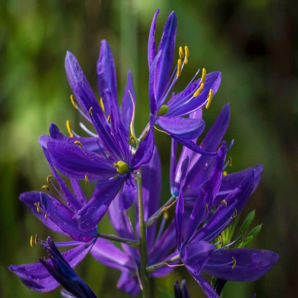 Blue Camas Camassia Flower Seeds for Planting  Heirloom Non-GMO, High Germination Organic Garden Seeds