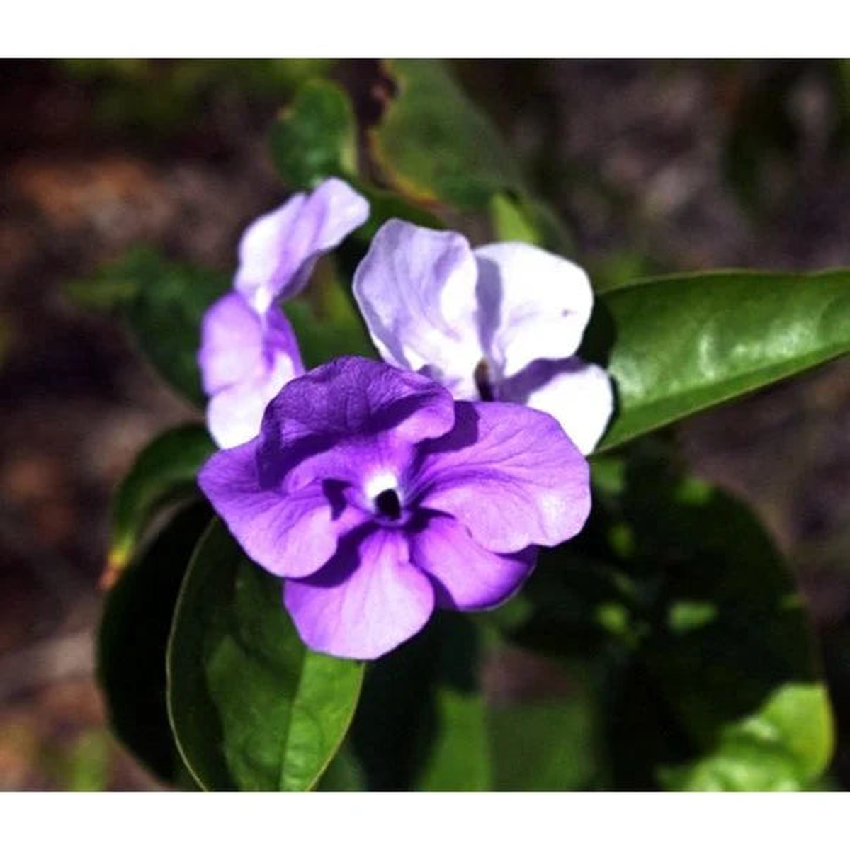 Brunfelsia Flower Seeds, Planting Guide for Successful Growth